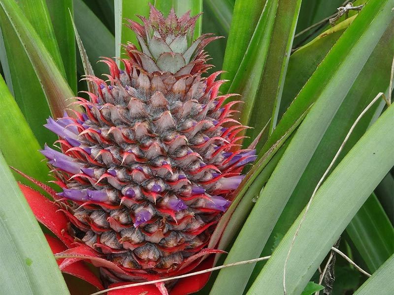 WAD - Fleur d'ananas